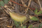 Tennessee milkvetch